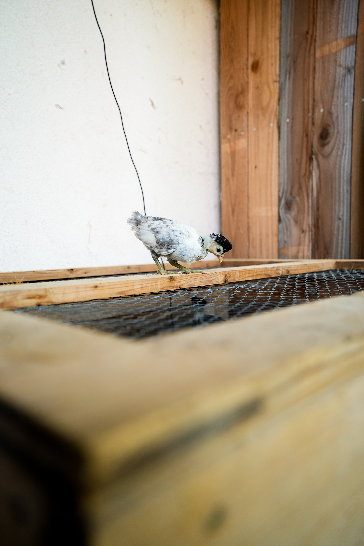 Lindleshof draussen 4