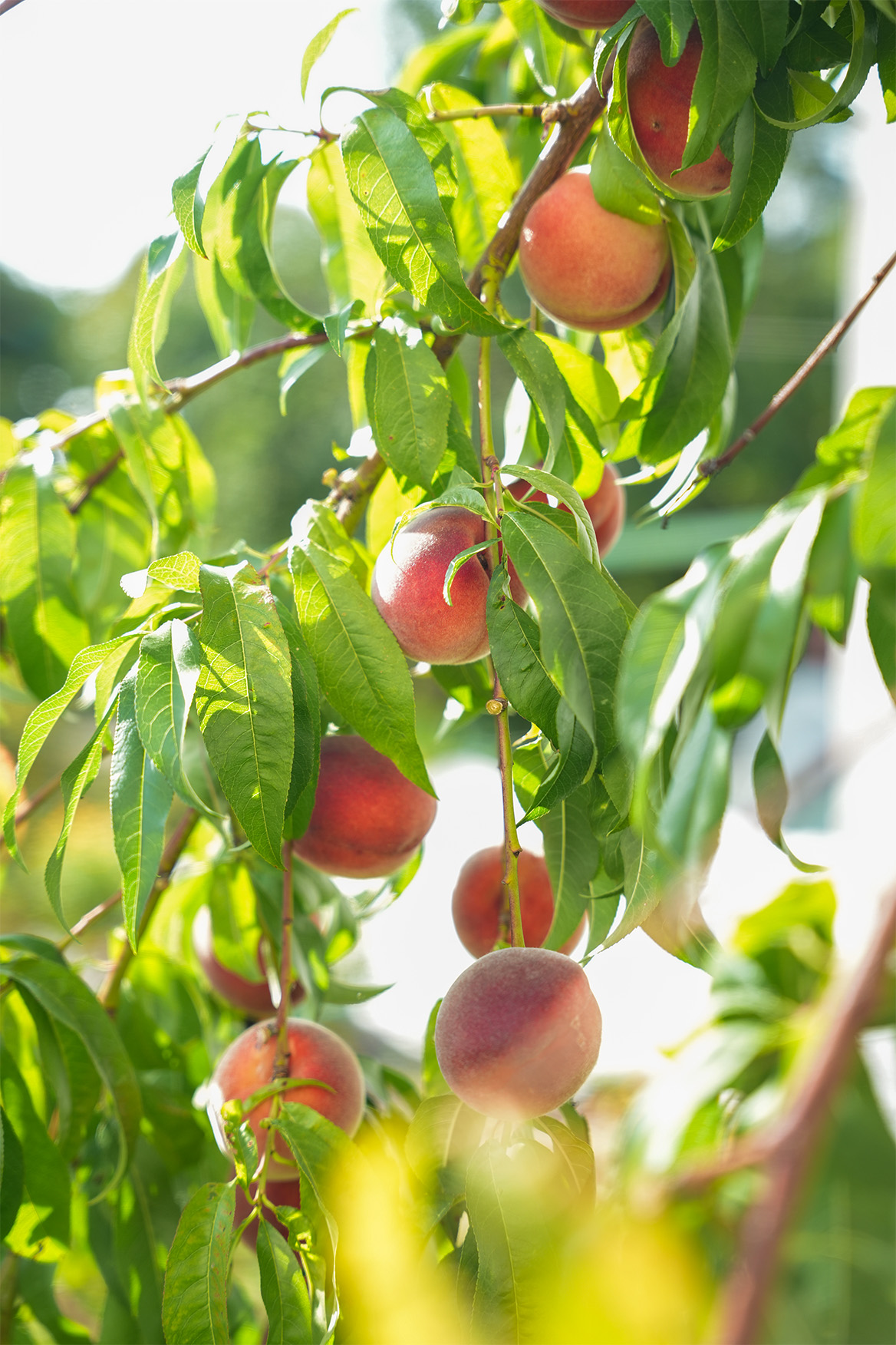 Lindleshof draussen 7