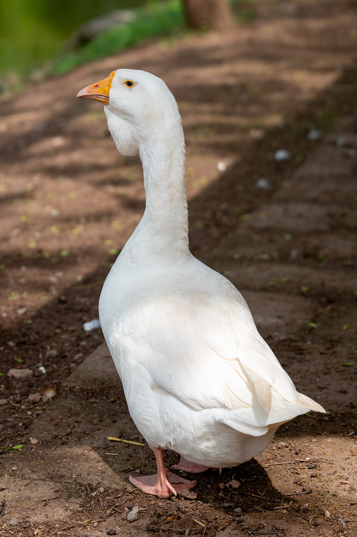 Lindleshof Tiere Gans